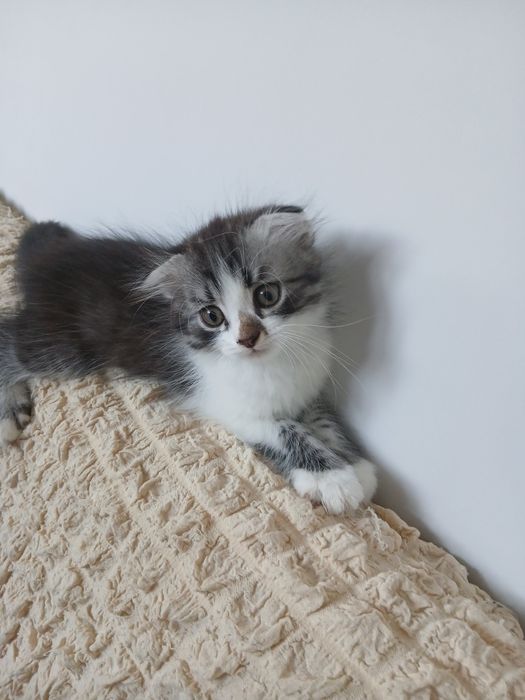 Шотландский вислоухи котята