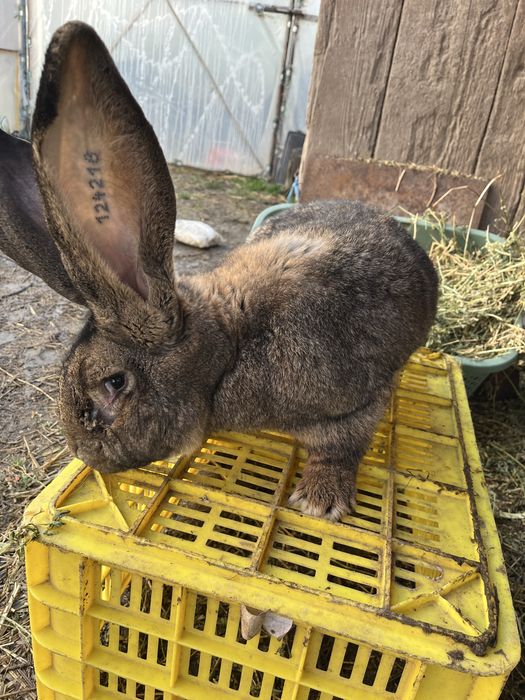 Disponibili 2 masculi Uriaș German (tatuat) Citiți întregul anunț !