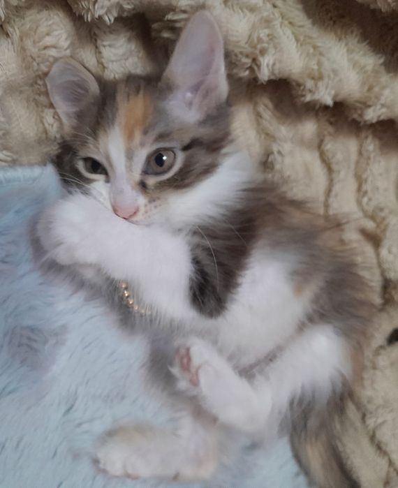 Котёнок  девочка