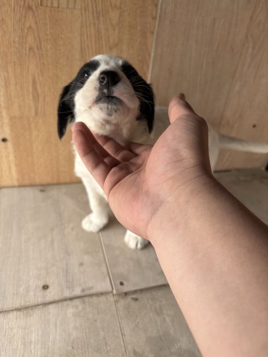 Отдам в добрые руки