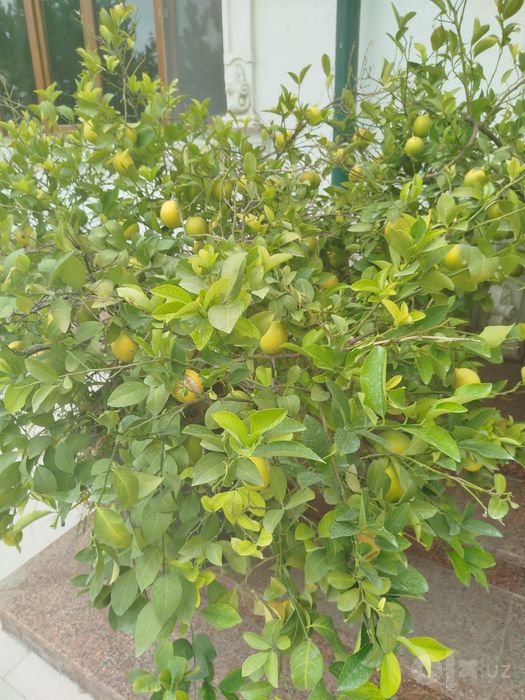 Lemon daraxt zo'r hosili bor sotiladi