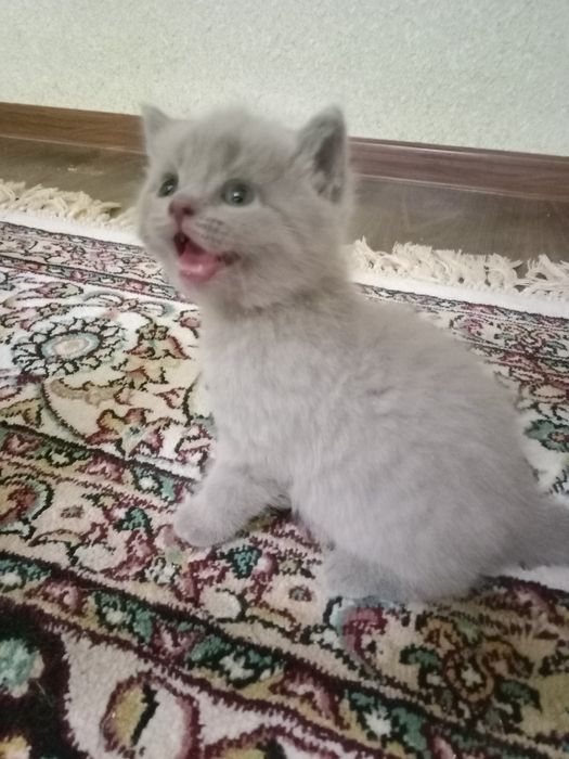 Котенок скотиш фолд