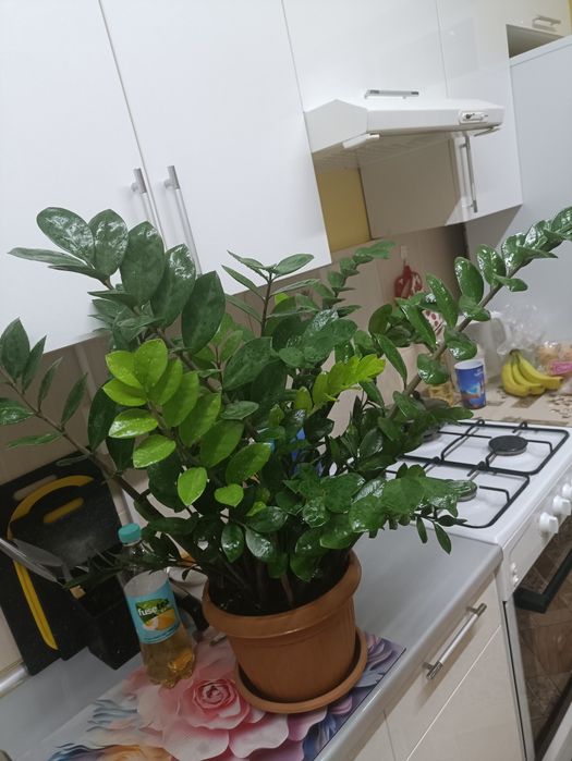 Замиокулькас, Долларовое дерево, 80 см