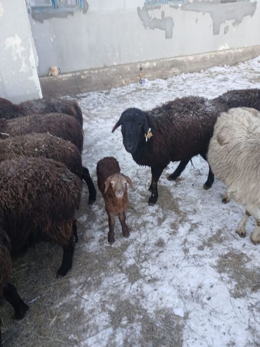 Қойлар сатылады, қошақандарымен