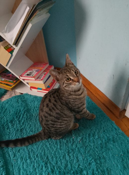 Домашно мъжко коте на 7 м.