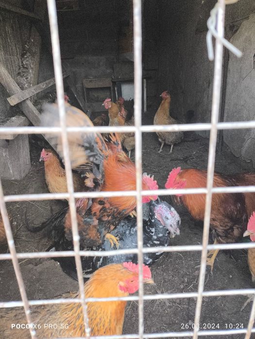 Продам инкубационный яйцо