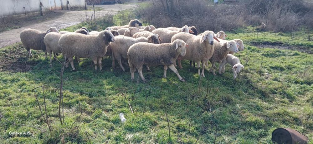 Свободни овце и кочове