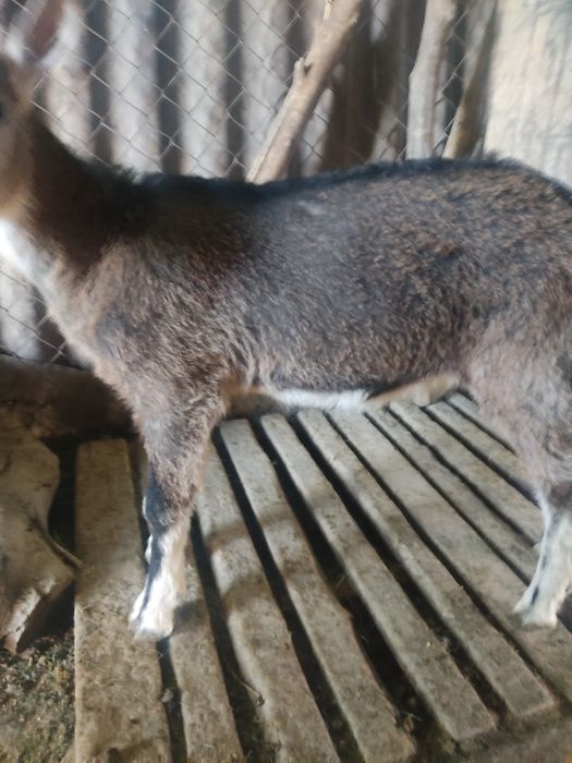 Продам альпийского козлика
