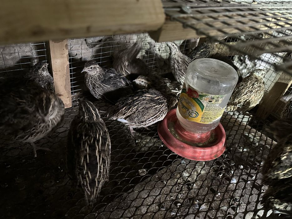 Бедана сотилади 20 дона