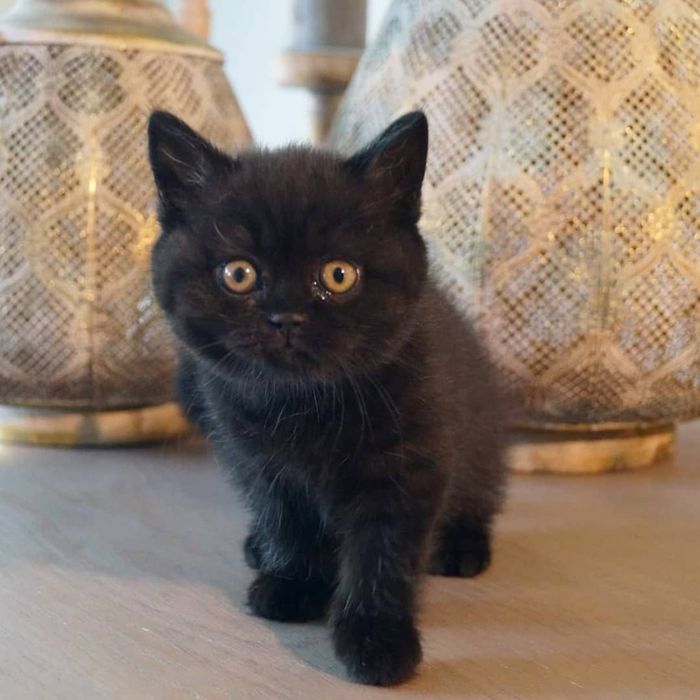 British black fetita