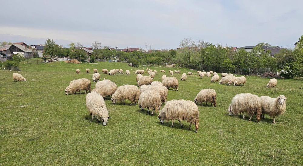 Vand Oi rasa Turcane  Sebes Alba
