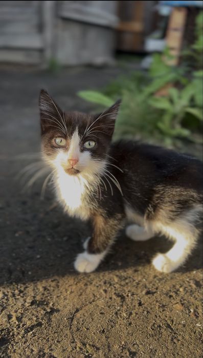 Котик в добрые руки