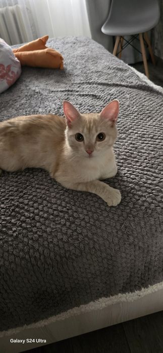 Пристраивается котёнок