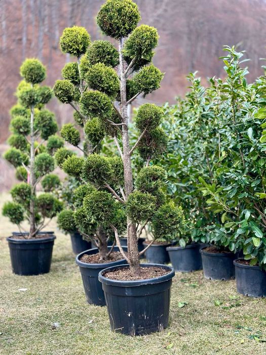 Plante Decorative Sănătoase – Verificare Video înainte de Plecare