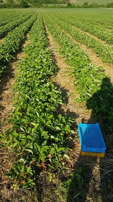 Разсад ягоди Клери