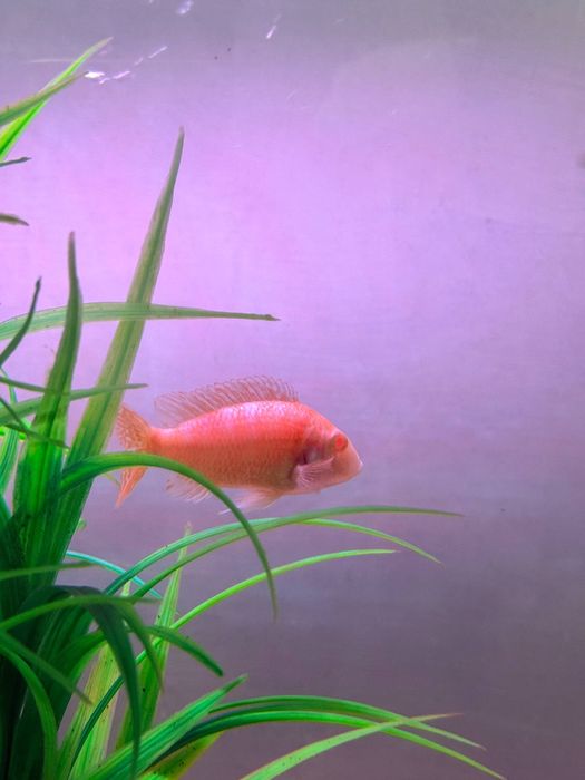 Аулунокара дракон самец+самка