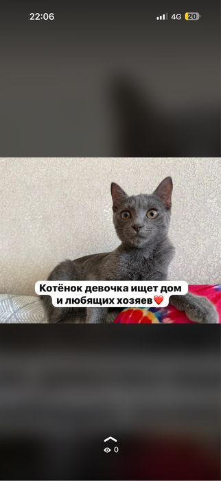 Котёнок девочка 3-4 месяца