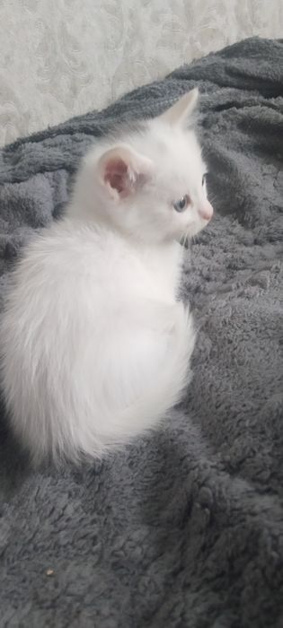 Отдам  скотиш  страйт белая девочка