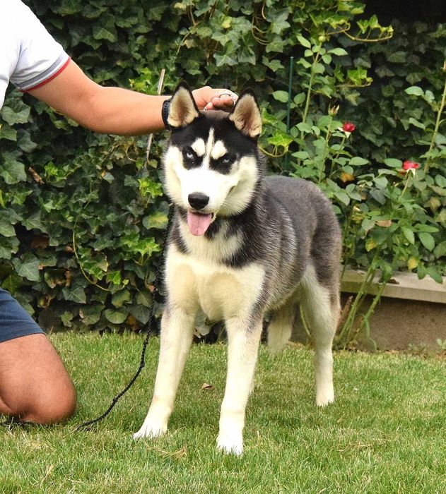 Pui Husky Siberian femela, părinți multipli campioni!