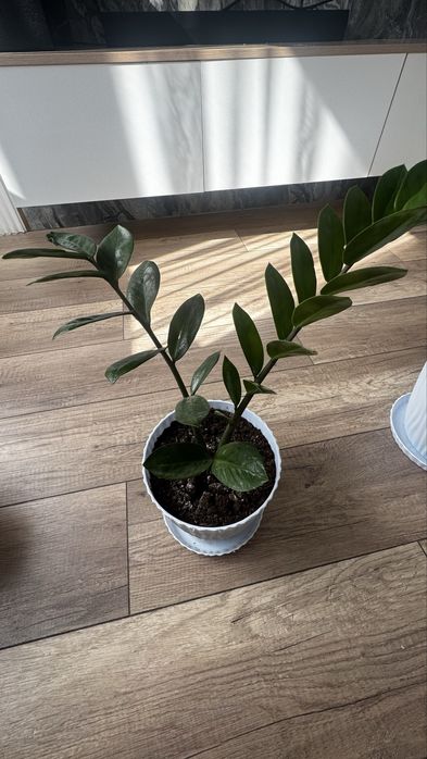 Продам долларовое дерево, Замиокулькас