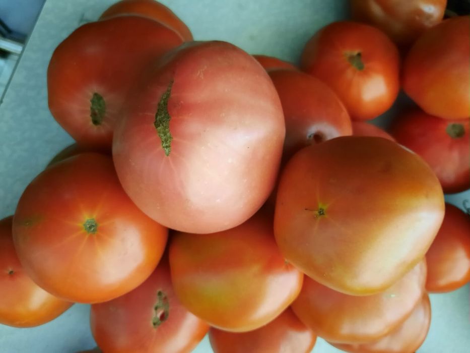 Продам домашние помидоры
