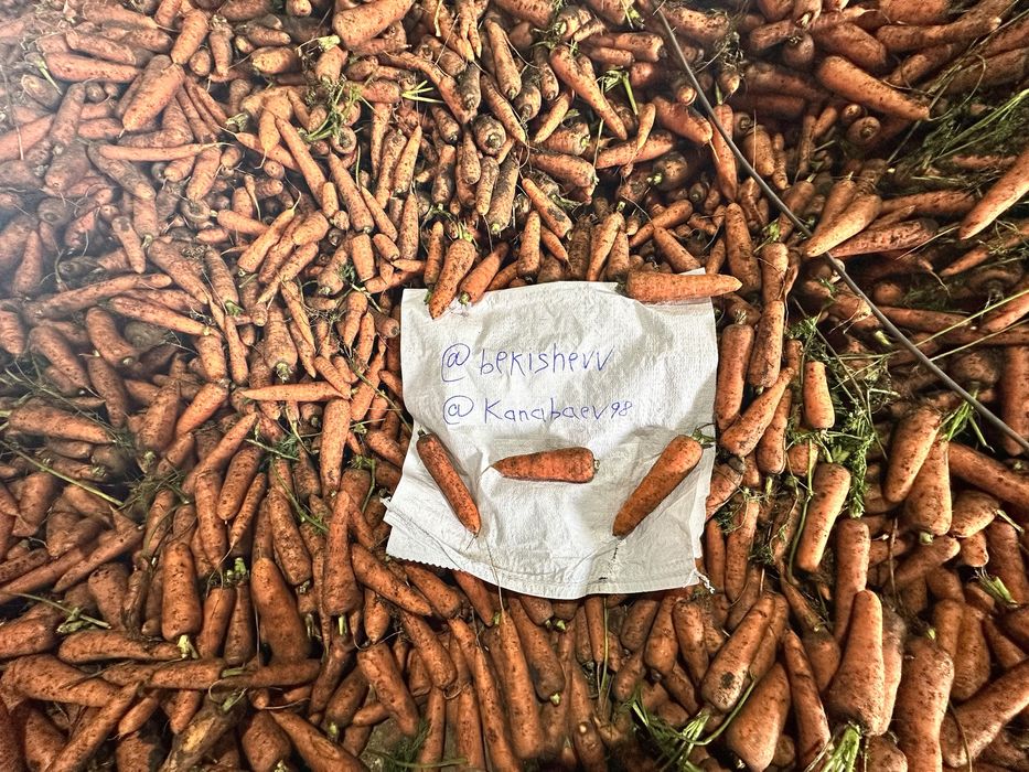 Морковь Петропавлске оптом