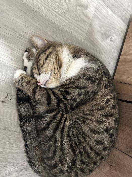 Отдам кота в добрые руки