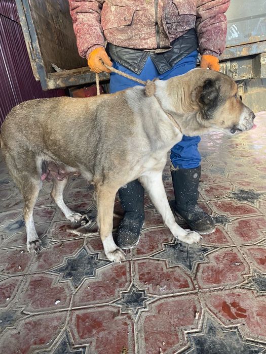 тобет кушик 1 аилык