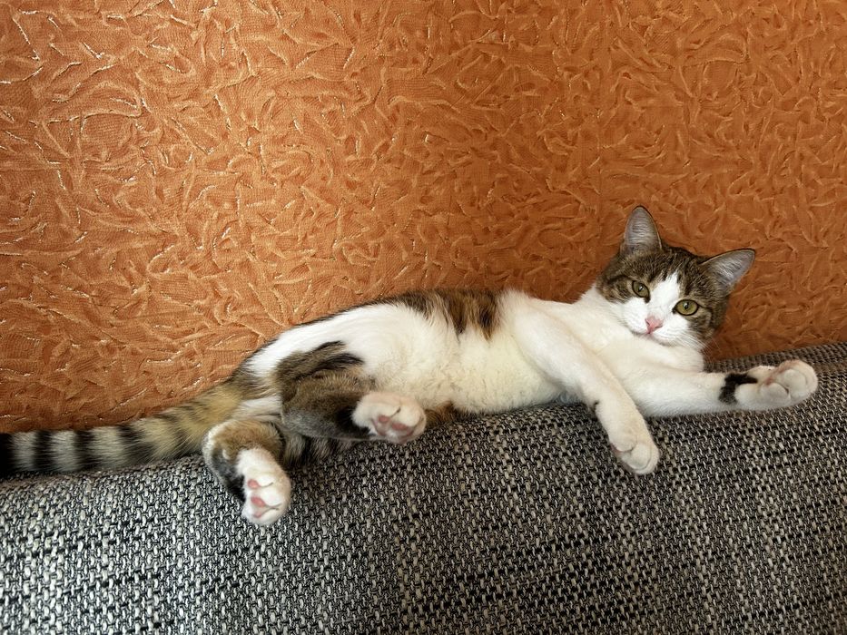 Отдам кошечку в хорошие руки