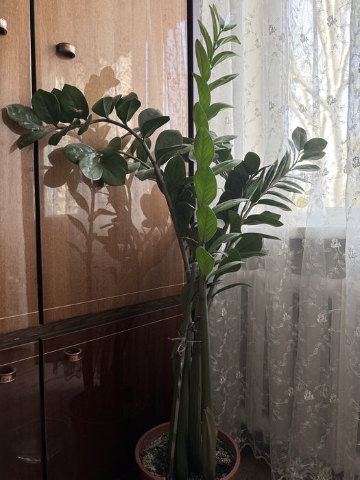 Замеокулькас комнатное растение