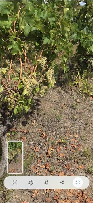 De vanzare struguri din zona Lechinta pentru vin