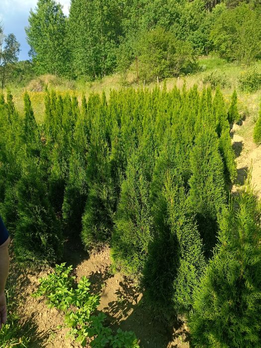 Западна туя  0.60-0.70м. ПРОИЗВОДИТЕЛ