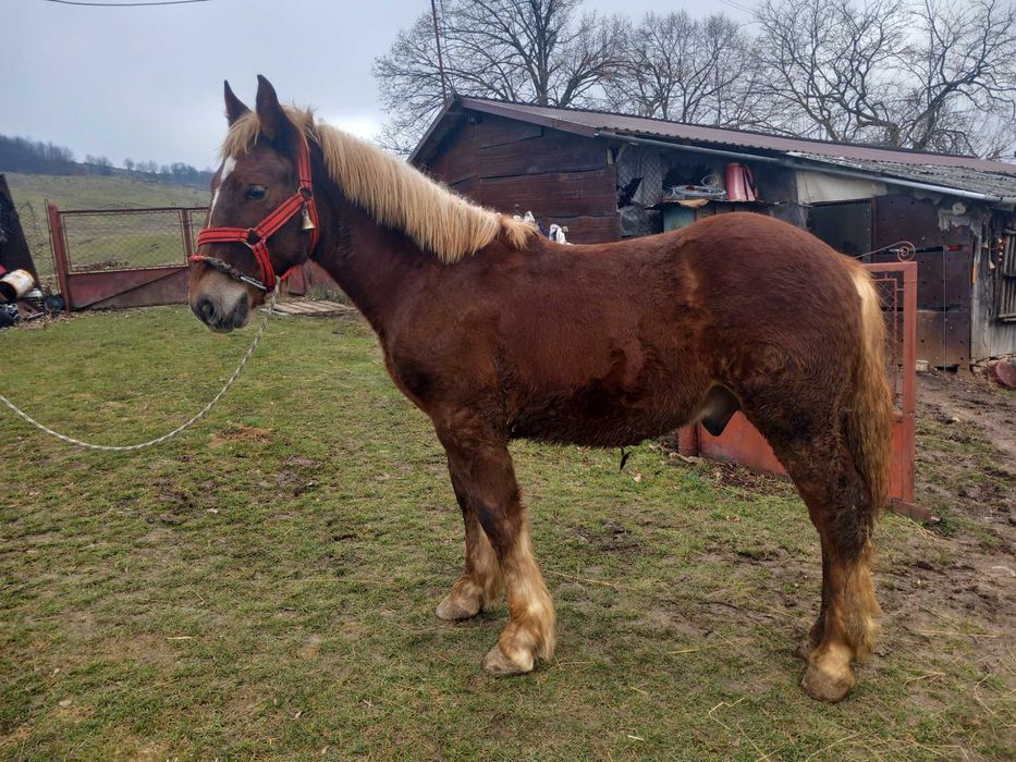 De vanzare manz de 10 luni din armasar Fitero