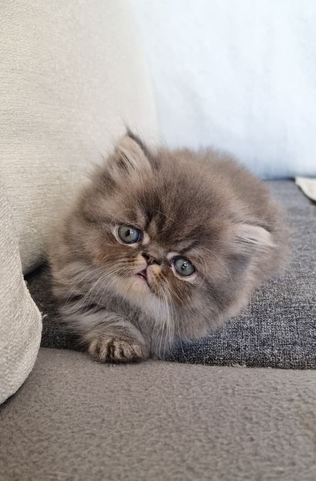 Персийски котета родени на 23.05.26г.