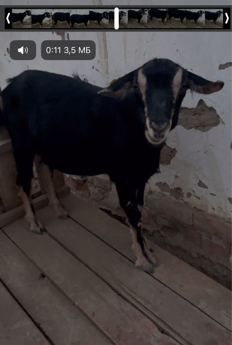 Ешкі сатылады француз альпий