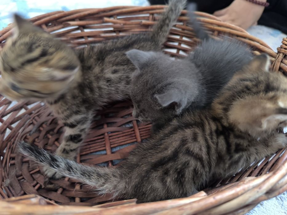 Котята бесплатно отдам