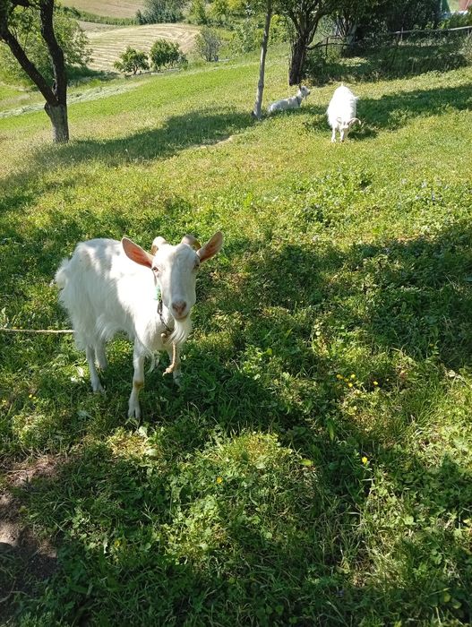 De vânzare  preț negociabil
