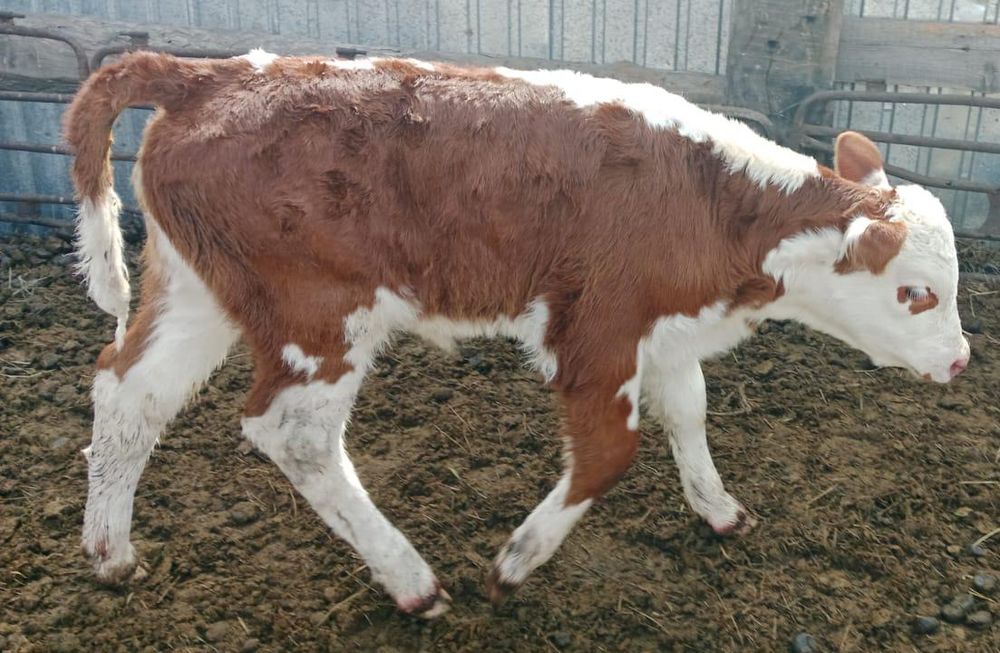 Карова и телёнок