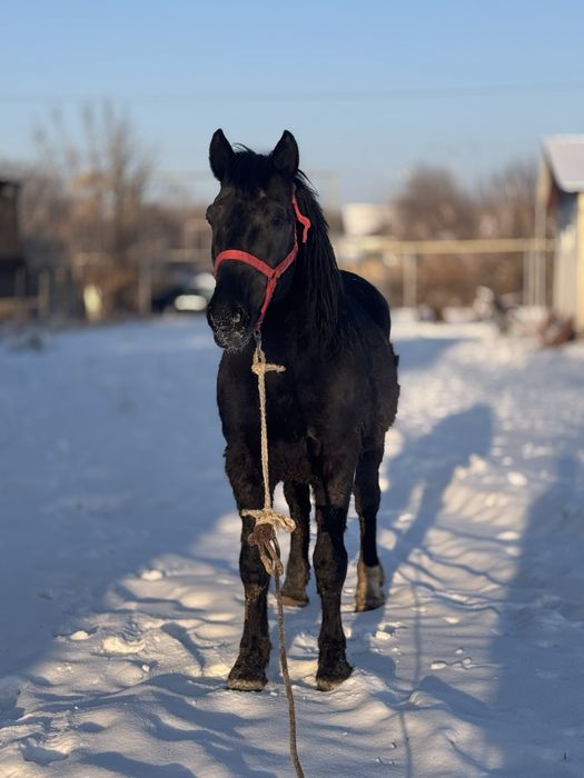 Айгыр сатылады 13 жасар