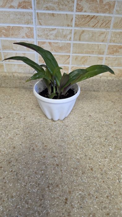 Продам комнатные растения.