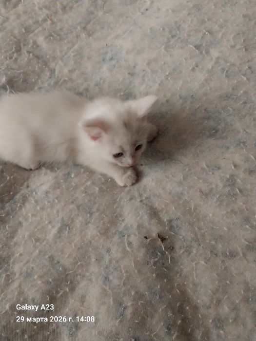 Отдам котят в добрые,заботливые руки,домашние. Звонить по номеру 90 71