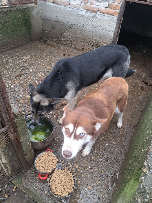 Donez  două cățelușe !