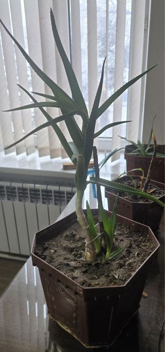 Продаю цветы в горшках (комнатные растения)