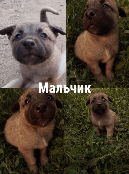 Отдам   щенков  .