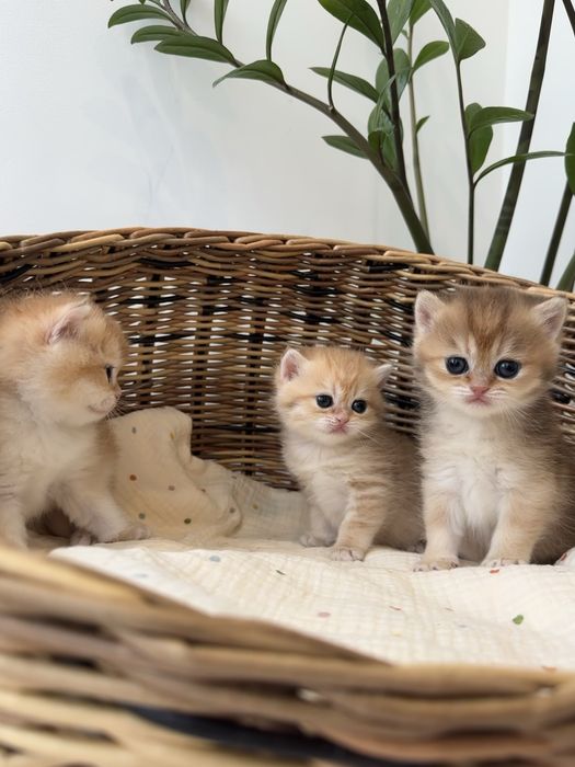 Котятa золoтыe шиншиллы для вас!