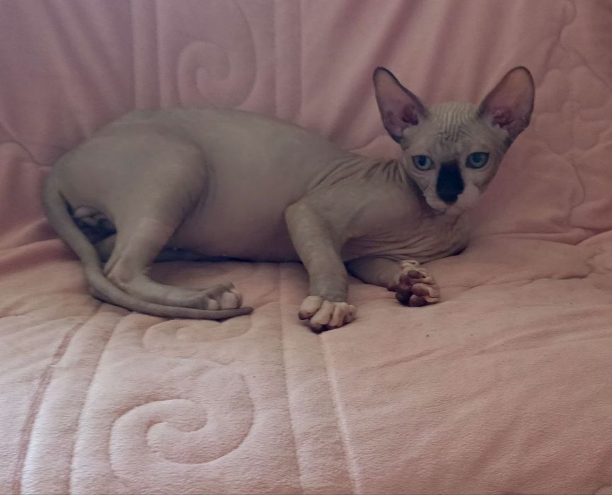 Продается сфинкс и дельф