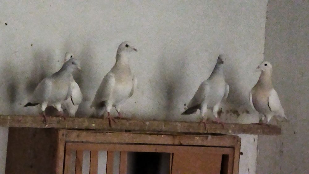 Продам почвых чешских голубей