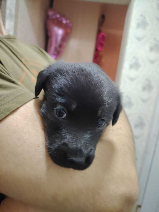 Отдам в добрые руки! Щенки средней породы / Kuchuk bor