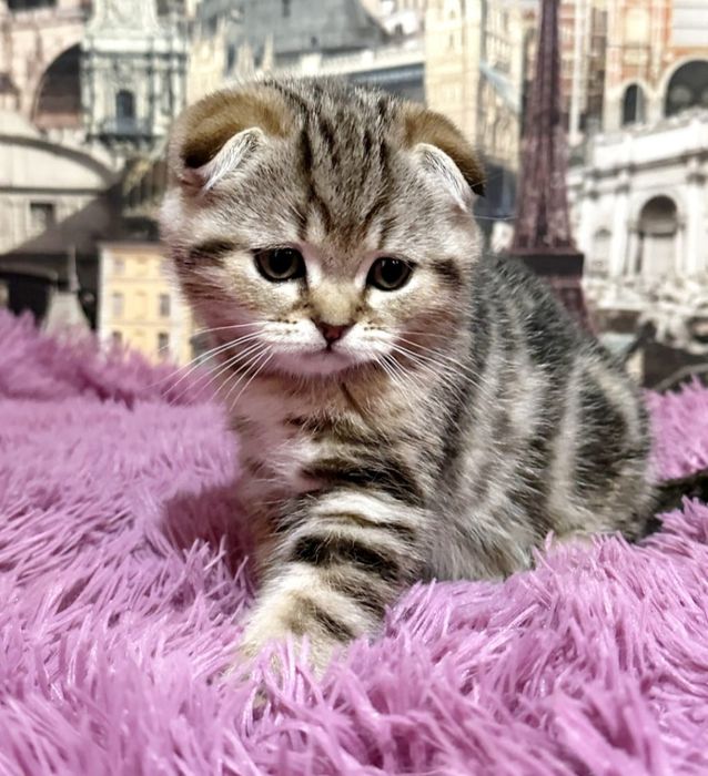 висЛоуХие ШотЛанДские