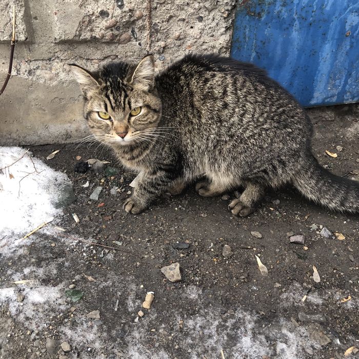 Бездомные кошки .